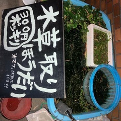 アナスカリ大集合！メダカの冬越し用に！の画像