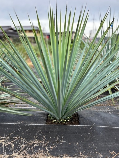 ユッカ　リギダ　実生　耐寒性あり　ロストラータ　ドライガーデンにおすすめ！