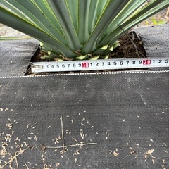 ユッカ　リギダ　実生　耐寒性あり　ロストラータ　ドライガーデンにおすすめ！の画像