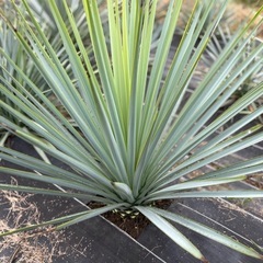 ユッカ　リギダ　実生　耐寒性あり　ロストラータ　ドライガーデンにおすすめ！の画像