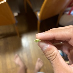シーザー子株の画像