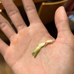 シーザー子株の画像