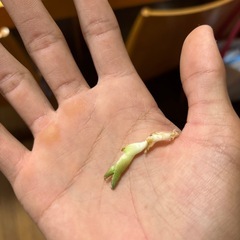 シーザー子株の画像