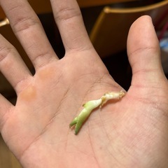 シーザー子株の画像