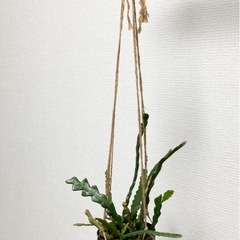 もりもり！フィッシュボーンカクタス　 観葉植物の画像
