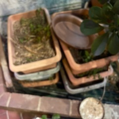 植木鉢の画像