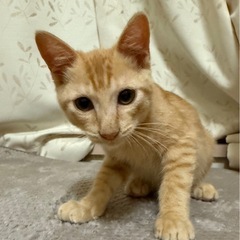 里親さん急募です‼︎