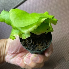 ビカクシダの画像