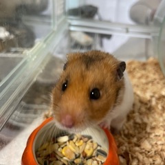 ゴールデンハムスターの里親募集です。