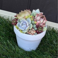 多肉植物の画像