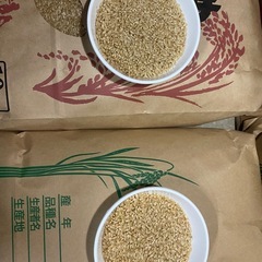 ２０２５　コシヒカリ　おいで米　食べ比べの画像