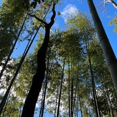 庭木のお手入れ承ります（剪定、伐採、草刈りなど）