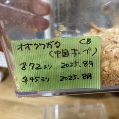 中国産オオクワガタ　ペアの画像