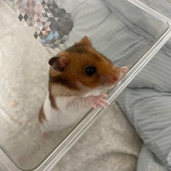ハムちゃんの里親募集しています