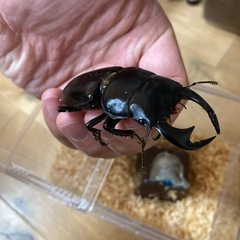 アンタエウスオオクワガタの画像
