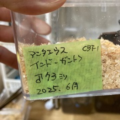 アンタエウスオオクワガタの画像