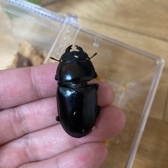 アンタエウスオオクワガタの画像