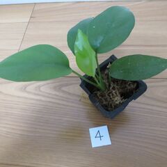 観葉植物  ヒメモンステラ  発根済④の画像