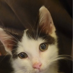 保護猫　推定2ヶ月　子猫　オス　里親募集