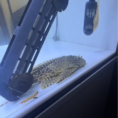 熱帯魚の画像