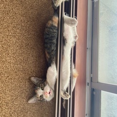 【里親様決まりました】幸せになりたい三毛猫姉妹