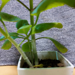 【お取り引き中】マザーリーフ　ミニの画像
