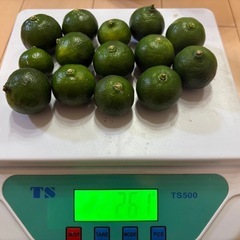 シークワーサー不揃い
の画像
