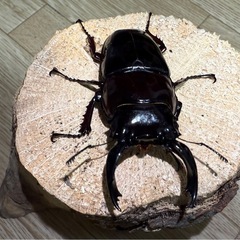 レギウスオオツヤ大特価‼️今日中のみ！の画像