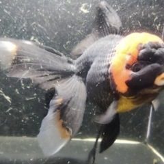③オランダローズテールの稚魚10尾500円の画像