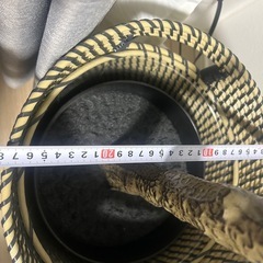 観葉植物のフェイク
の画像