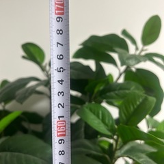 観葉植物のフェイク
の画像