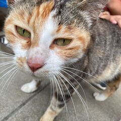 地域で生まれた猫、もらっていただけませんか？７（母猫）