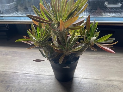 パキポディウム イノピナツム　塊根植物