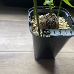 🉐亀甲竜　塊根植物　アデニウムの画像
