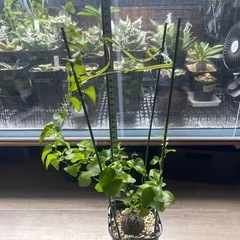 🉐亀甲竜　塊根植物　アデニウムの画像