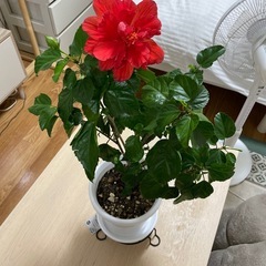 🌺八重咲ハイビスカス🌺※鉢無しの画像