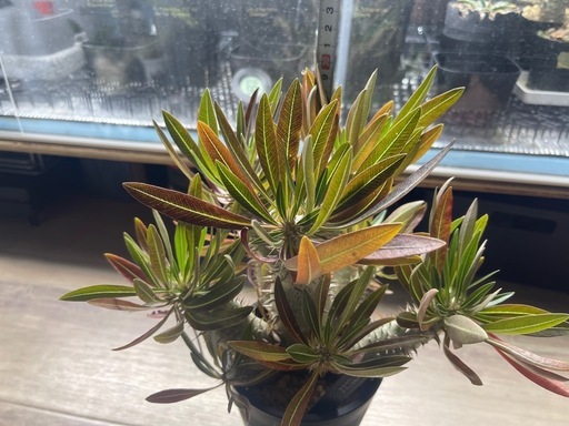 パキポディウム イノピナツム　塊根植物