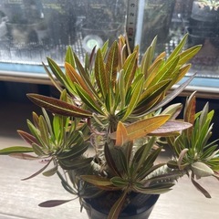 パキポディウム イノピナツム　塊根植物の画像