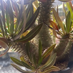 パキポディウム イノピナツム　塊根植物の画像