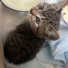 キジトラ子猫1ヶ月♂【里親募集中】