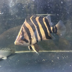 ダトニオ ポリプテルス3匹まとめ買い20000円の画像