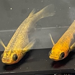 来光メダカ10匹の画像