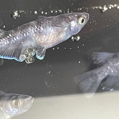 オセロメダカ10匹の画像