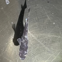 オセロメダカ10匹の画像