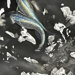 ネプチューンメダカ10匹の画像