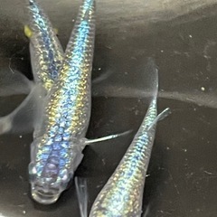 ネプチューンメダカ10匹の画像