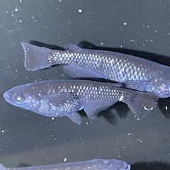ブラックダイヤメダカ10匹の画像