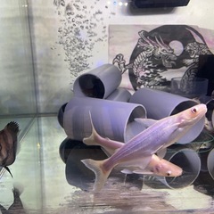アルビノカイヤン　大型魚　熱帯魚　水槽
の画像