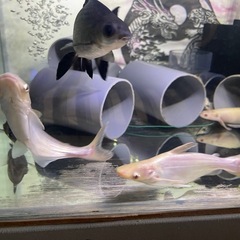 アルビノカイヤン　大型魚　熱帯魚　水槽
の画像