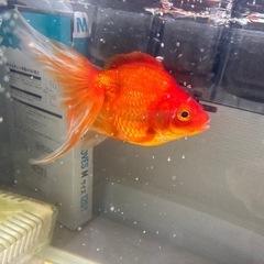 らんちゅう、金魚、出目金の画像